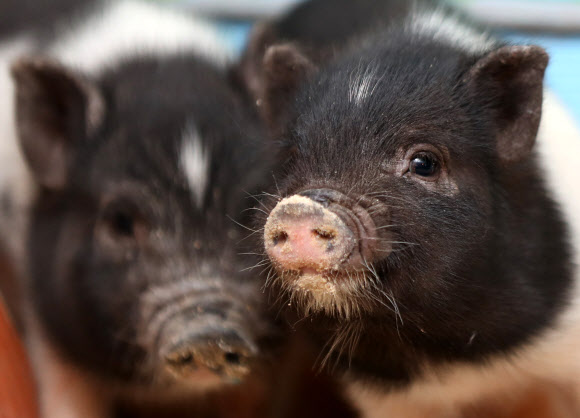 60년에 한 번 돌아오는 기해년(己亥年) ‘황금돼지의 해’를 앞둔 세밑. 원주 돼지문화원의 아기 돼지들이 풍요로운 새해를 기다리는 우리에게 희망을 전한다. 2018.12.30.  연합뉴스