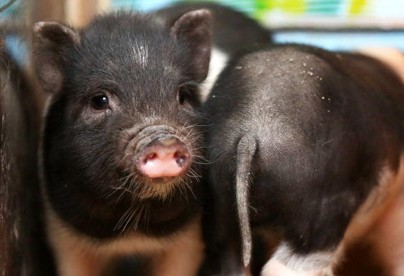 60년에 한 번 돌아오는 기해년(己亥年) ‘황금돼지의 해’를 앞둔 세밑. 원주 돼지문화원의 아기 돼지들이 풍요로운 새해를 기다리는 우리에게 희망을 전한다. 2018.12.30.  연합뉴스