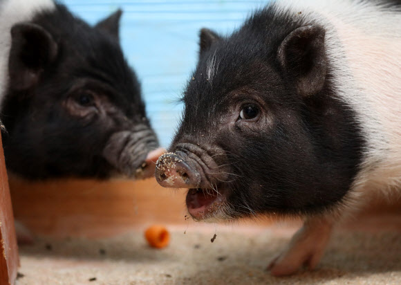60년에 한 번 돌아오는 기해년(己亥年) ‘황금돼지의 해’를 앞둔 세밑. 원주 돼지문화원의 아기 돼지들이 풍요로운 새해를 기다리는 우리에게 희망을 전한다. 2018.12.30.  연합뉴스