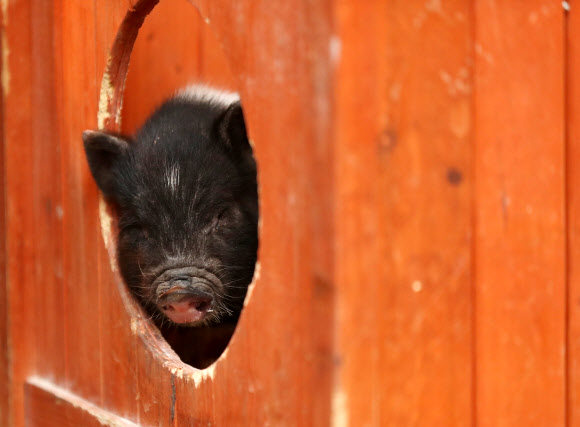 60년에 한 번 돌아오는 기해년(己亥年) ‘황금돼지의 해’를 앞둔 세밑. 원주 돼지문화원의 아기 돼지들이 풍요로운 새해를 기다리는 우리에게 희망을 전한다. 2018.12.30.  연합뉴스