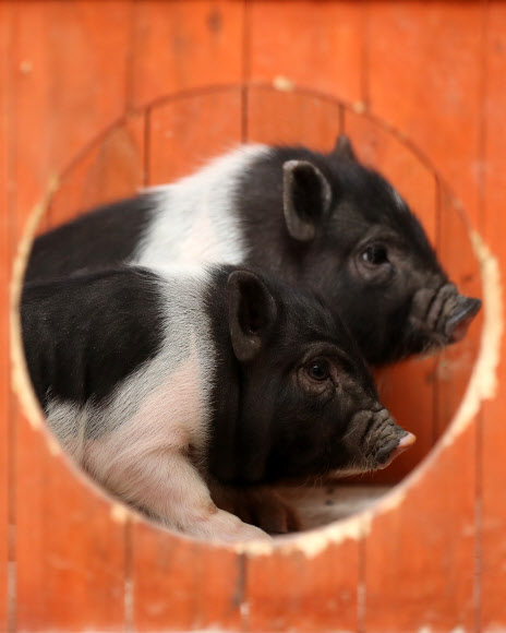 60년에 한 번 돌아오는 기해년(己亥年) ‘황금돼지의 해’를 앞둔 세밑. 원주 돼지문화원의 아기 돼지들이 풍요로운 새해를 기다리는 우리에게 희망을 전한다. 2018.12.30.  연합뉴스