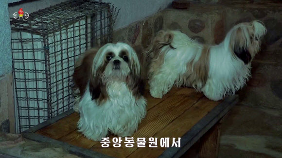 북한 김정은 위원장이 동물원에 선물한 ‘시츄’