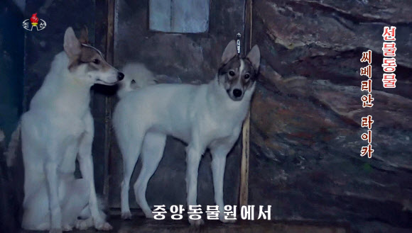 북한 김정은 위원장, 중앙동물원에 애완견?사냥개 선물