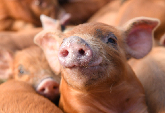 충남 청양에 방목 돼지농장인 송조농원이 있다. 2019년 황금돼지해를 앞두고 농장 산실에서 새끼 돼지들. 이곳 돼지농장의 초식돈(草食豚)들은 GMO가 첨가된 사료를 먹지 않고 100% 초지의 풀만 먹고 자란다.  최재용(63) 농장주는 “우리 농장 돼지들은 곡물사료를 먹지 않고 신선한 풀과 약초를 캐 먹고 마음껏 뛰놀고 평생 주사한번 맞지 않고 성장하기 때문에 건강하고 활력이 넘친다.”면서 “구제역이나 환경오염 등은 먼 나라 이야기”라고 자신 있게 말했다. 2018.12.최해국 선임기자 seaworld@seoul.co.kr