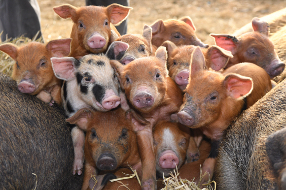 충남 청양에 방목 돼지농장인 송조농원이 있다. 2019년 황금돼지해를 앞두고 농장 산실에서 새끼 돼지들. 이곳 돼지농장의 초식돈(草食豚)들은 GMO가 첨가된 사료를 먹지 않고 100% 초지의 풀만 먹고 자란다.  최재용(63) 농장주는 “우리 농장 돼지들은 곡물사료를 먹지 않고 신선한 풀과 약초를 캐 먹고 마음껏 뛰놀고 평생 주사한번 맞지 않고 성장하기 때문에 건강하고 활력이 넘친다.”면서 “구제역이나 환경오염 등은 먼 나라 이야기”라고 자신 있게 말했다. 2018.12.최해국 선임기자 seaworld@seoul.co.kr