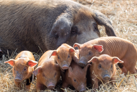충남 청양에 방목 돼지농장인 송조농원이 있다. 2019년 황금돼지해를 앞두고 농장 산실에서 새끼 돼지들. 이곳 돼지농장의 초식돈(草食豚)들은 GMO가 첨가된 사료를 먹지 않고 100% 초지의 풀만 먹고 자란다.  최재용(63) 농장주는 “우리 농장 돼지들은 곡물사료를 먹지 않고 신선한 풀과 약초를 캐 먹고 마음껏 뛰놀고 평생 주사한번 맞지 않고 성장하기 때문에 건강하고 활력이 넘친다.”면서 “구제역이나 환경오염 등은 먼 나라 이야기”라고 자신 있게 말했다. 2018.12.최해국 선임기자 seaworld@seoul.co.kr