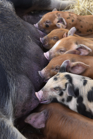 충남 청양에 방목 돼지농장인 송조농원이 있다. 2019년 황금돼지해를 앞두고 농장 산실에서 새끼 돼지들. 이곳 돼지농장의 초식돈(草食豚)들은 GMO가 첨가된 사료를 먹지 않고 100% 초지의 풀만 먹고 자란다.  최재용(63) 농장주는 “우리 농장 돼지들은 곡물사료를 먹지 않고 신선한 풀과 약초를 캐 먹고 마음껏 뛰놀고 평생 주사한번 맞지 않고 성장하기 때문에 건강하고 활력이 넘친다.”면서 “구제역이나 환경오염 등은 먼 나라 이야기”라고 자신 있게 말했다. 2018.12.최해국 선임기자 seaworld@seoul.co.kr