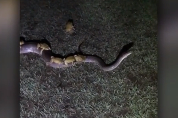 ‘뱀 타고 쉬고 있어요’ 