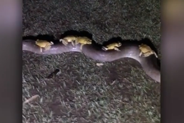 ‘뱀 타고 쉬고 있어요’ 