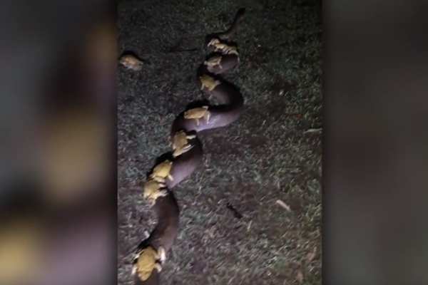 ‘뱀 타고 쉬고 있어요’ 