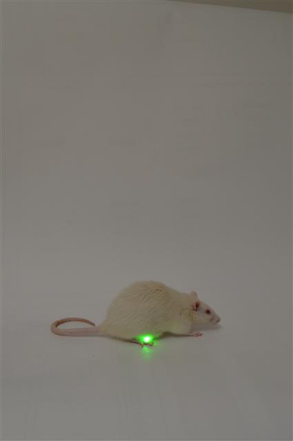 부드럽고 생체적합성이 뛰어난 광유전학 장치를 장착한 생쥐는 정상적인 방광기능을 갖게 됐다. 체중 증가나 이상 행동 등 광유전학적 장치로 인해 발생할 수 있는 부작용도 나타나지 않은 것으로 알려졌다. 미국 워싱턴대의대 제공