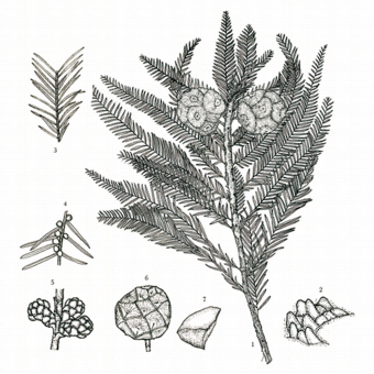 메타세쿼이아와 헷갈리기 쉬운 낙우송. 메타세쿼이아는 잎이 마주나고 낙우송은 잎이 어긋나는 것이 가장 큰 차이점이다.