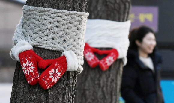 6일 서울 중구 일대 가로수에 목도리와 장갑 모양의 덮개가 씌워져 있다.2019. 1. 6. 박윤슬 기자 seul@seoul.co.kr
