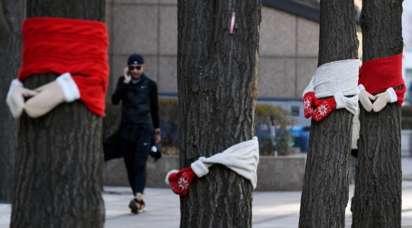 6일 서울 중구 일대 가로수에 목도리와 장갑 모양의 덮개가 씌워져 있다.2019. 1. 6. 박윤슬 기자 seul@seoul.co.kr