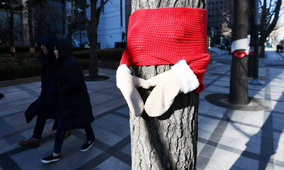 6일 서울 중구 일대 가로수에 목도리와 장갑 모양의 덮개가 씌워져 있다.2019. 1. 6. 박윤슬 기자 seul@seoul.co.kr