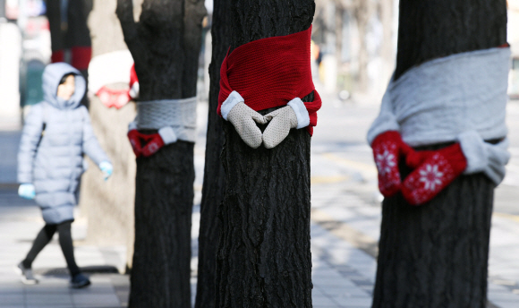 6일 서울 중구 일대 가로수에 목도리와 장갑 모양의 덮개가 씌워져 있다.2019. 1. 6. 박윤슬 기자 seul@seoul.co.kr