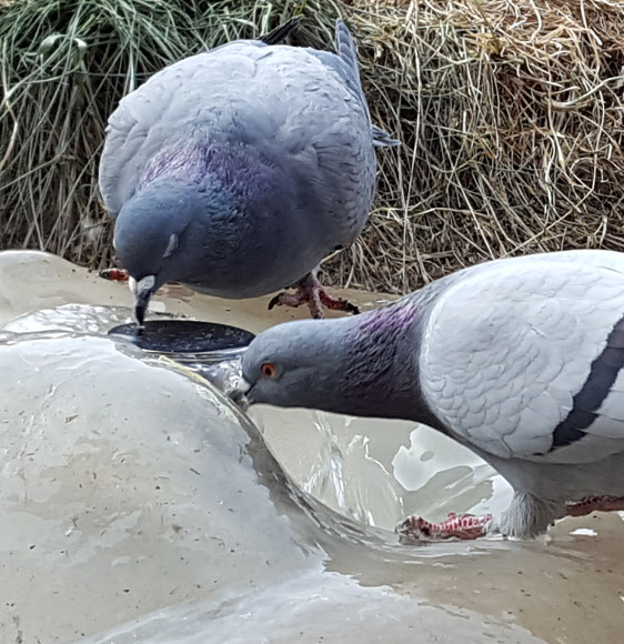 빙수 먹는 비둘기