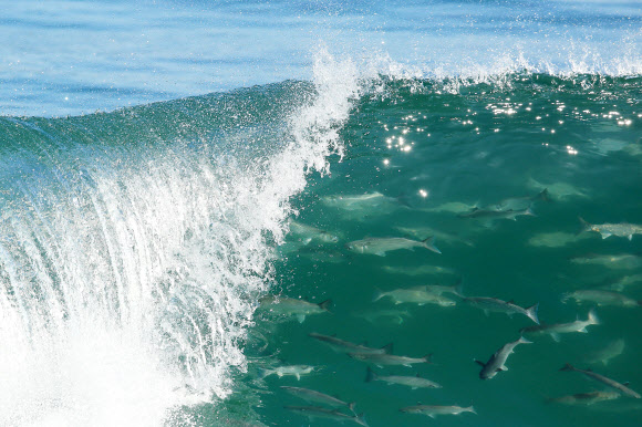 강릉 해변에 나타난 숭어 떼