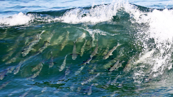 파도타기 즐기는 숭어 떼