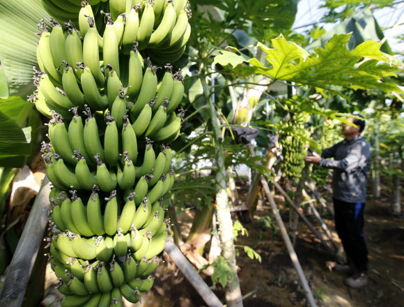한겨울에 바나나가 ‘주렁주렁’