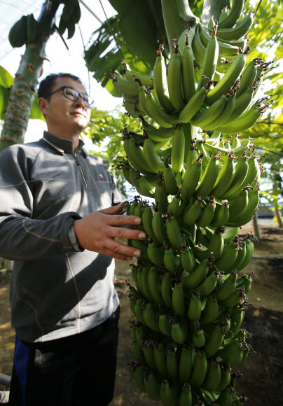 첫 출하 앞둔 충남 태안 바나나 농장