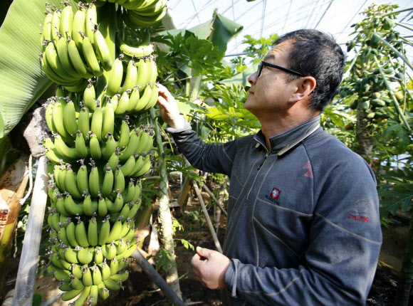 탐스럽게 열린 바나나