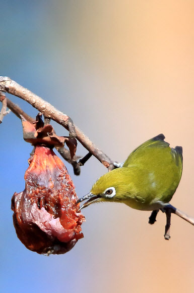 11일 오후 강원 강릉시 운정동의 한 감나무 위에서 동박새가 홍시를 먹고 있다. 2019.1.11  연합뉴스