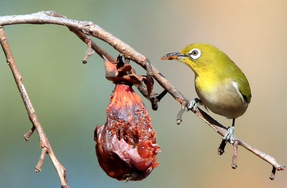 11일 오후 강원 강릉시 운정동의 한 감나무 위에서 동박새가 홍시를 먹고 있다. 2019.1.11  연합뉴스