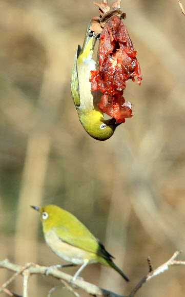 11일 오후 강원 강릉시 운정동의 한 감나무 위에서 동박새가 홍시를 먹고 있다. 2019.1.11  연합뉴스