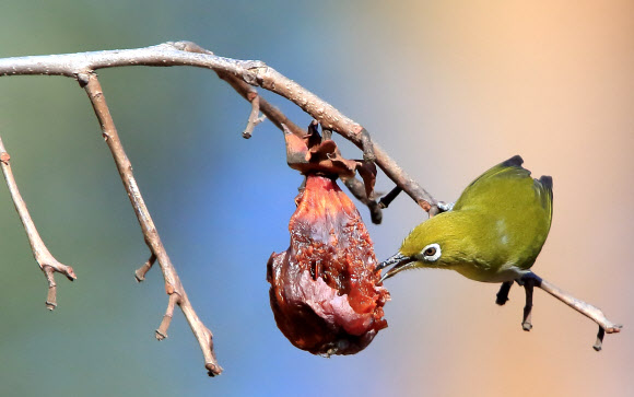 11일 오후 강원 강릉시 운정동의 한 감나무 위에서 동박새가 홍시를 먹고 있다. 2019.1.11  연합뉴스