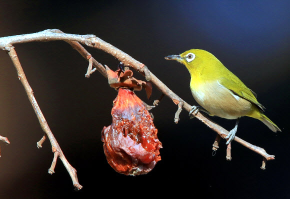 11일 오후 강원 강릉시 운정동의 한 감나무 위에서 동박새가 홍시를 먹고 있다. 2019.1.11  연합뉴스