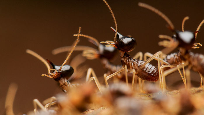 목재나 가구에 문제를 일으키는 것으로 알려진 개미가 가뭄을 완충시켜주는 역할을 해준다는 연구결과가 발표됐다. 사이언스 제공