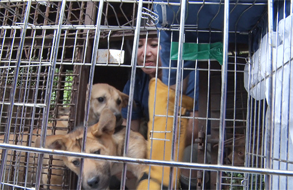 지난해 7월 6일 경기도 남양주시의 한 개농장에서 케어 박소연 대표가 뜬장 안에 들어가 개를 꺼내 케이지로 옮기고 있다.