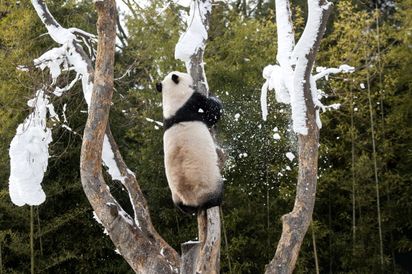 에버랜드 판다월드 개장 1천일…눈밭의 판다