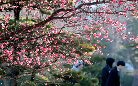 홍매화 활짝 핀 부산