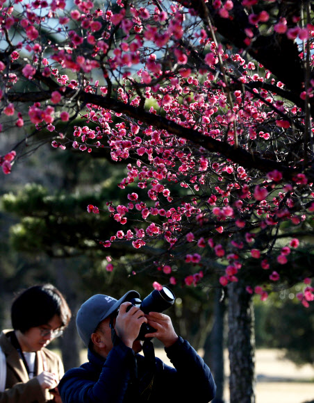 겨울 홍매화를 담아라