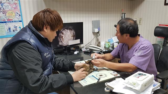 지난 18일 서울 강동구의 한 동물병원에서 수의사(오른쪽)가 주택가에서 구조된 새끼 고양이의 건강 상태를 살펴보고 있다. 왼쪽은 박상후 강동구 동물구조대장.
