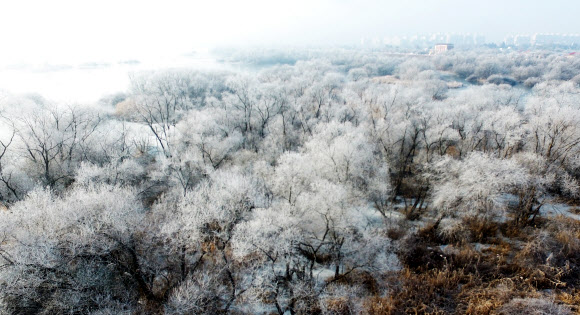 22일 오전 강원 춘천시 소양강에 첫 상고대가 활짝 피어올라 그림 같은 풍광을 연출하고 있다. 2019.1.22  연합뉴스