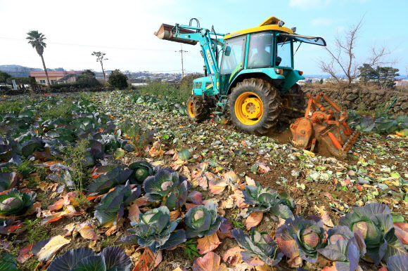 22일 오후 제주시 애월읍 애월리의 한 밭에서 트랙터를 탄 농민이 출하기에 접어든 양배추들을 갈아엎고 있다.  양배추를 재배하는 제주 농민들은 21일 가격폭락을 막기 위해 재배 물량의 10%를 산지 폐기키로 결의했다. 2019.1.22  연합뉴스