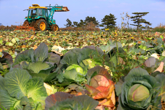 22일 오후 제주시 애월읍 애월리의 한 밭에서 트랙터를 탄 농민이 출하기에 접어든 양배추들을 갈아엎고 있다.  양배추를 재배하는 제주 농민들은 21일 가격폭락을 막기 위해 재배 물량의 10%를 산지 폐기키로 결의했다. 2019.1.22  연합뉴스
