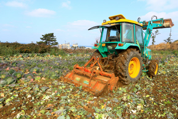 22일 오후 제주시 애월읍 애월리의 한 밭에서 트랙터를 탄 농민이 출하기에 접어든 양배추들을 갈아엎고 있다.  양배추를 재배하는 제주 농민들은 21일 가격폭락을 막기 위해 재배 물량의 10%를 산지 폐기키로 결의했다. 2019.1.22  연합뉴스