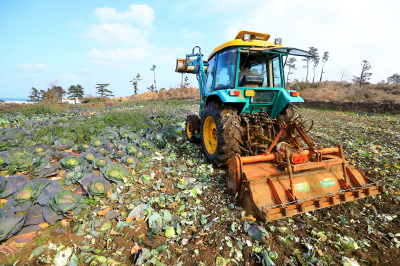22일 오후 제주시 애월읍 애월리의 한 밭에서 트랙터를 탄 농민이 출하기에 접어든 양배추들을 갈아엎고 있다.  양배추를 재배하는 제주 농민들은 21일 가격폭락을 막기 위해 재배 물량의 10%를 산지 폐기키로 결의했다. 2019.1.22  연합뉴스