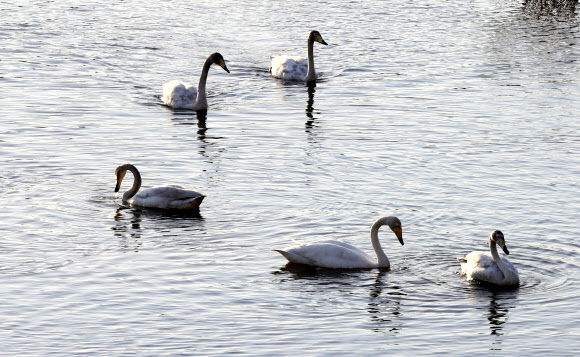 올해 울산시 태화강에 천연기념물 제201-2호 큰고니들이 4년 만에 찾아와 휴식을 취하고 있다. 2019.1.22  울산시 제공