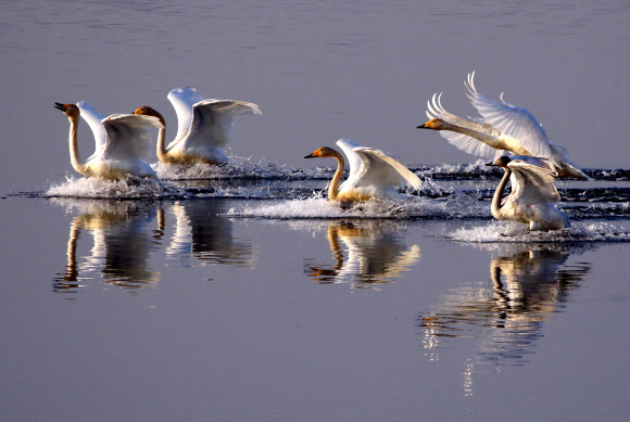 22일 광주 북구 영산강에 천연기념물 제201-2호인 큰고니가 찾아 힘차게 날개짓을 하고 있다. 2019.1.22  사진가 이현근씨 제공