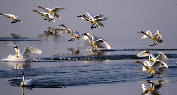 22일 광주 북구 영산강에 천연기념물 제201-2호인 큰고니가 찾아 힘차게 날개짓을 하고 있다. 2019.1.22  사진가 이현근씨 제공