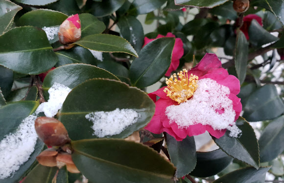 하얀 눈 내려앉은 동백꽃
