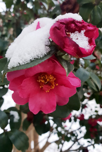 하얀 눈 내려앉은 동백꽃