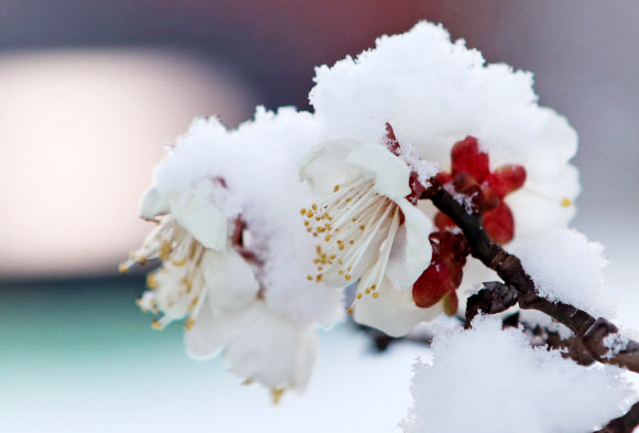 겨울이 그린 설중매