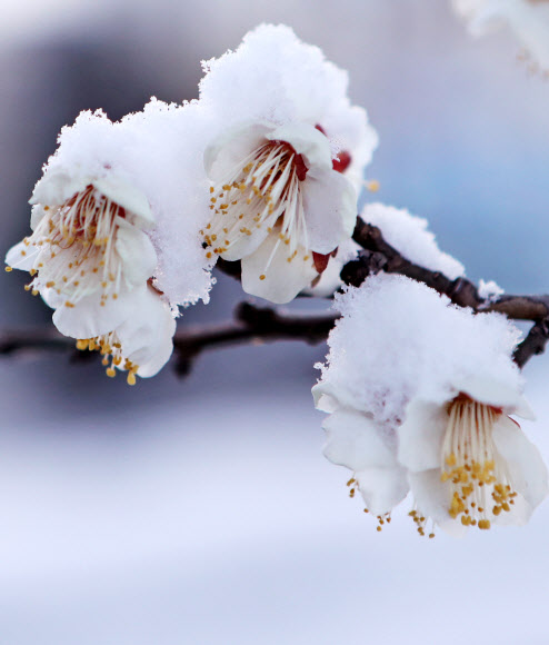 겨울이 그린 설중매