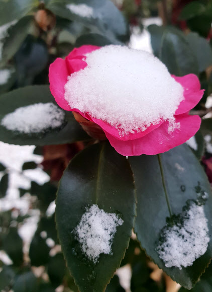하얀 눈 내려앉은 동백꽃